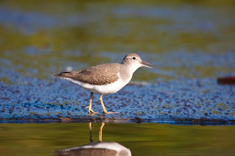 Spotted Sandpiper